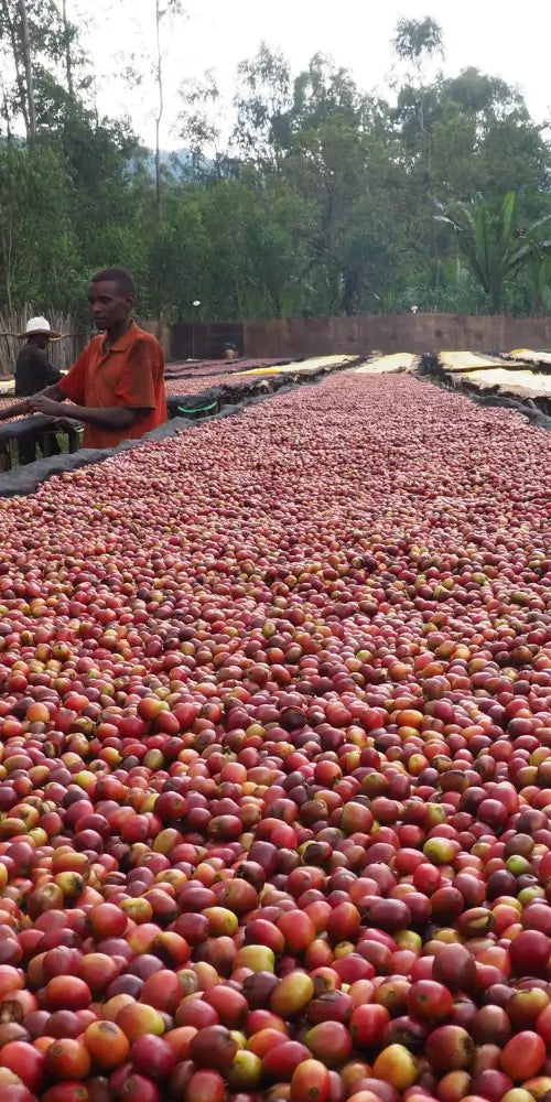 Idido Yirgacheffe – Spezialitätenkaffee